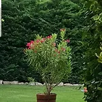 Fuered Deluxe Garden Lägenhet *