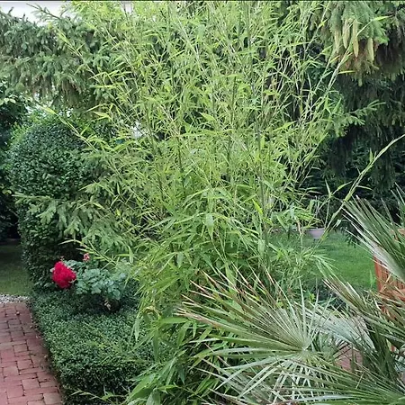 Fuered Deluxe Garden Balatonfured
