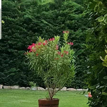 Fuered Deluxe Garden Διαμέρισμα *