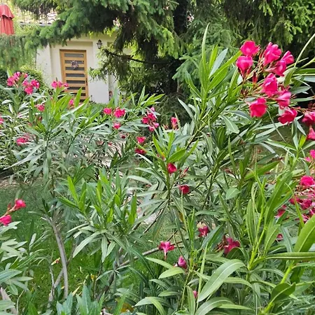 Fuered Deluxe Garden Apartment