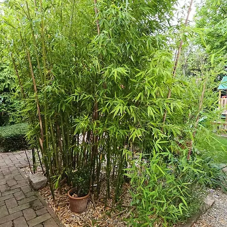 Fuered Deluxe Garden *